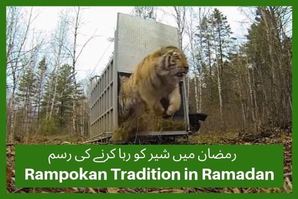 Rampokan Tradition of releasing Tigers